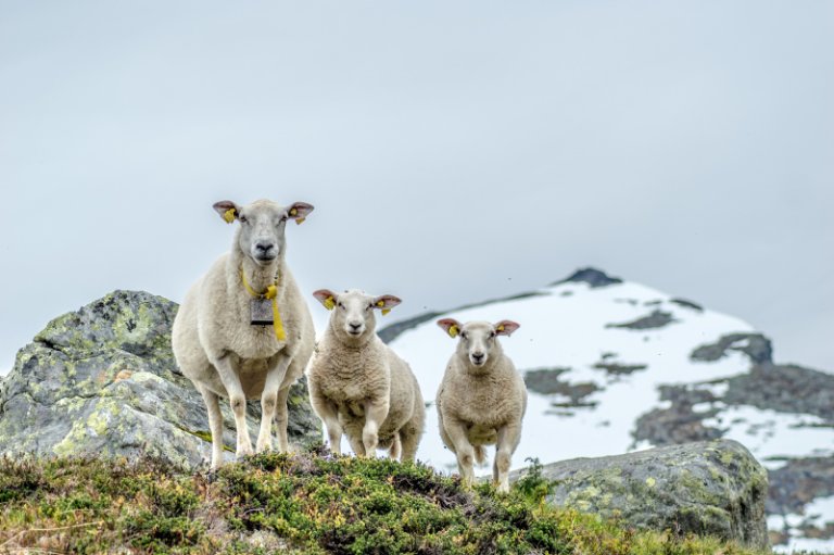 NORSK SAU PÅ FJELLBEITEshutterstock_1065485468.jpg