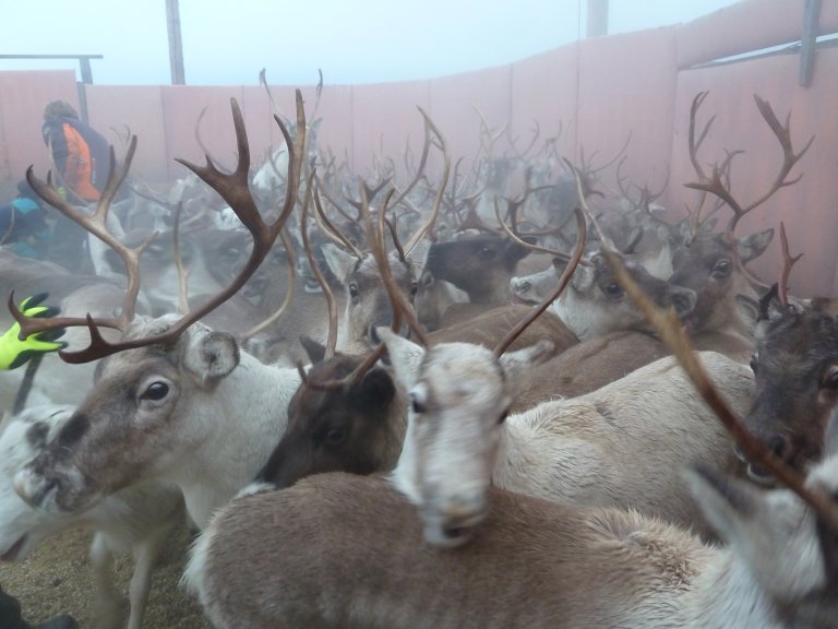 Tamrein. Foto: Turid Vikøren, Veterinærinstituttet