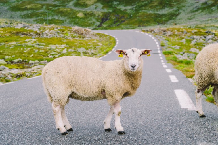 Blåtunge er påvist på sau og storfe i Norge. Sau i bilveien på fjellet. Illustrasjonsfoto: Shutterstock