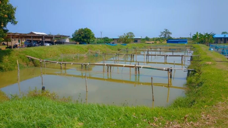 From one of the field study areas in Ghana. Photo: Jacob Zornu