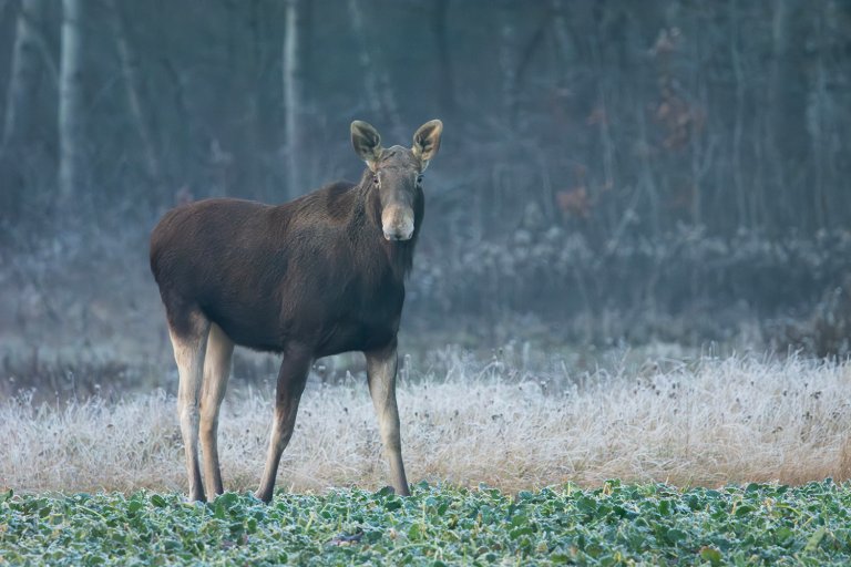 A moose standing in a  field.