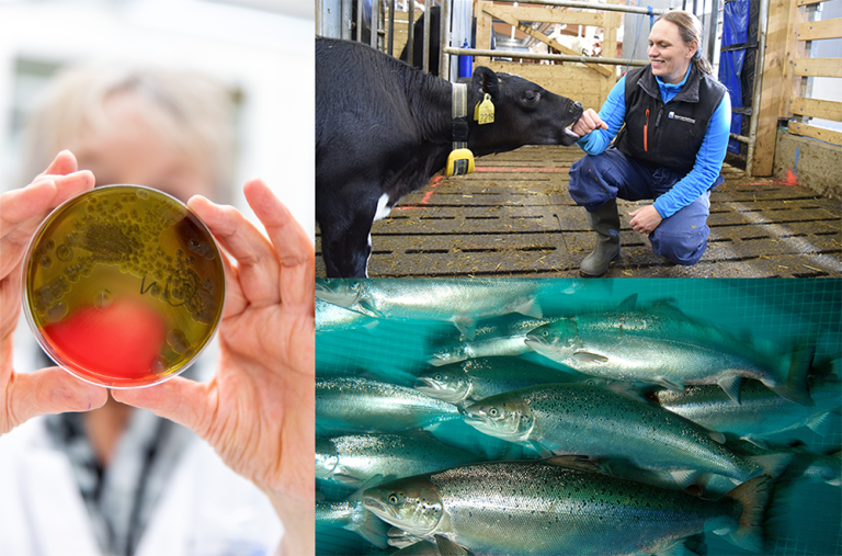 The EUP AH&W initiative, the largest and most ambitious European endeavour in animal health and welfare research and innovation, is of significant importance within the EU. Photo (clockwise from left): Eivind Senneset, Mari M. Press, and Rudolf Svensen.