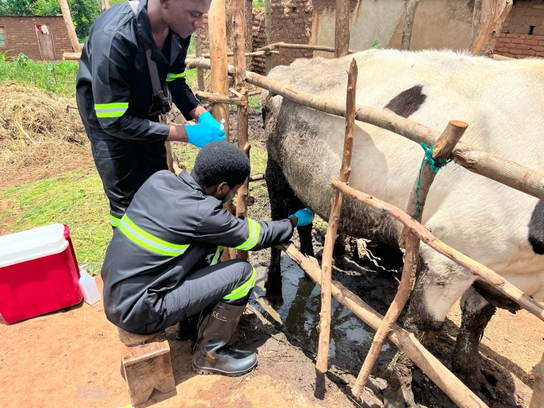 The global cost of livestock disease is estimated at billions of dollars, and interventions to improve animal health will benefit human health and food sustainability. Photo: Shareef Ngunguni