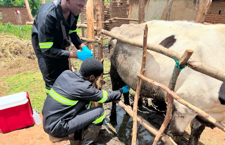 The global cost of livestock disease is estimated at billions of dollars, and interventions to improve animal health will benefit human health and food sustainability. Photo: Shareef Ngunguni