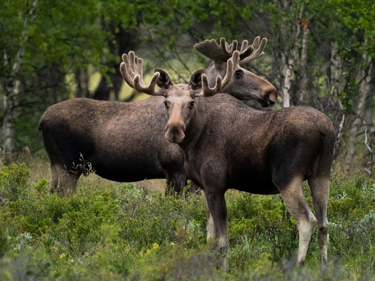 to elgkuer i en skog