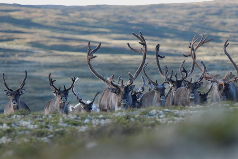 Villrein. Foto: Olav Strand