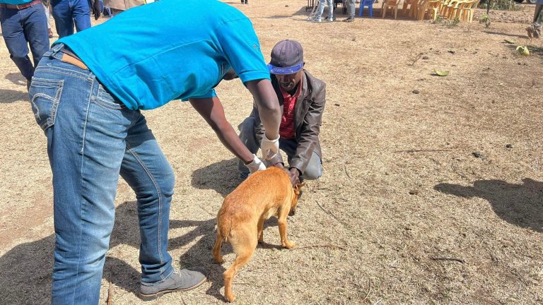 Vaksinering av hunder i Kenya for å bekjempe rabies. Foto: Hannah Jørgensen