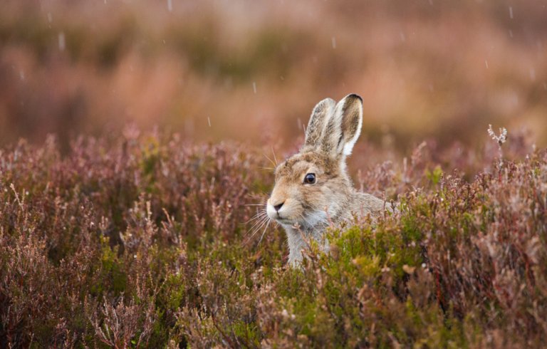 Hare i eng av lyng. Illustrasjonsfoto: Shutterstock
