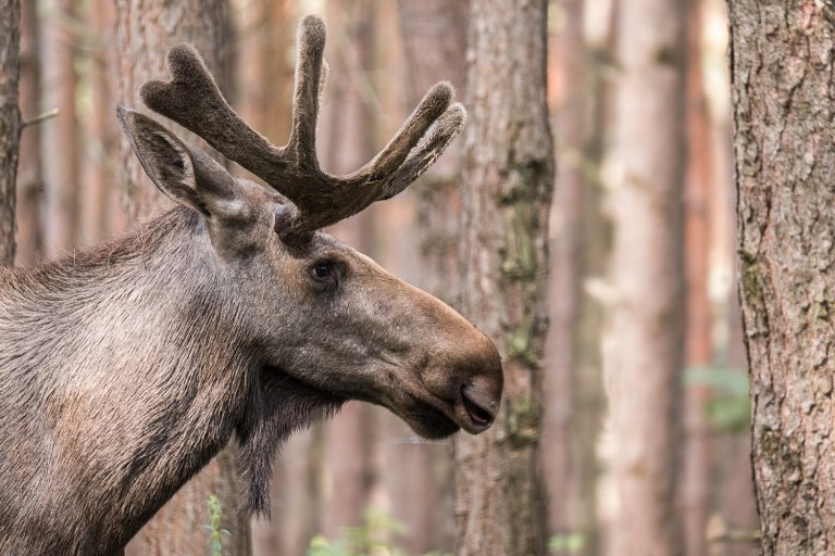 Foto av elg i skogen