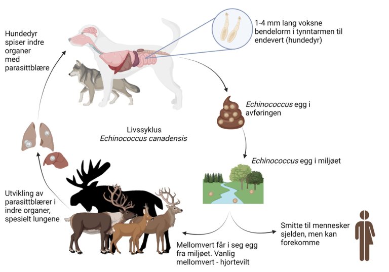 Illustrasjon av livssyklusen til Echinococcus canadensis