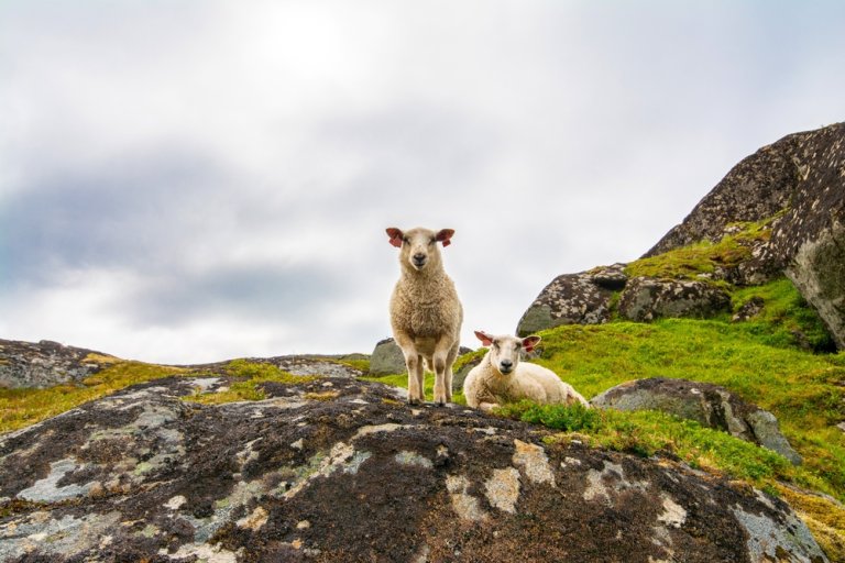 Two sheep resting and grazing in Lofoten islands, Nordland, Norway. Sheep staring at the camera