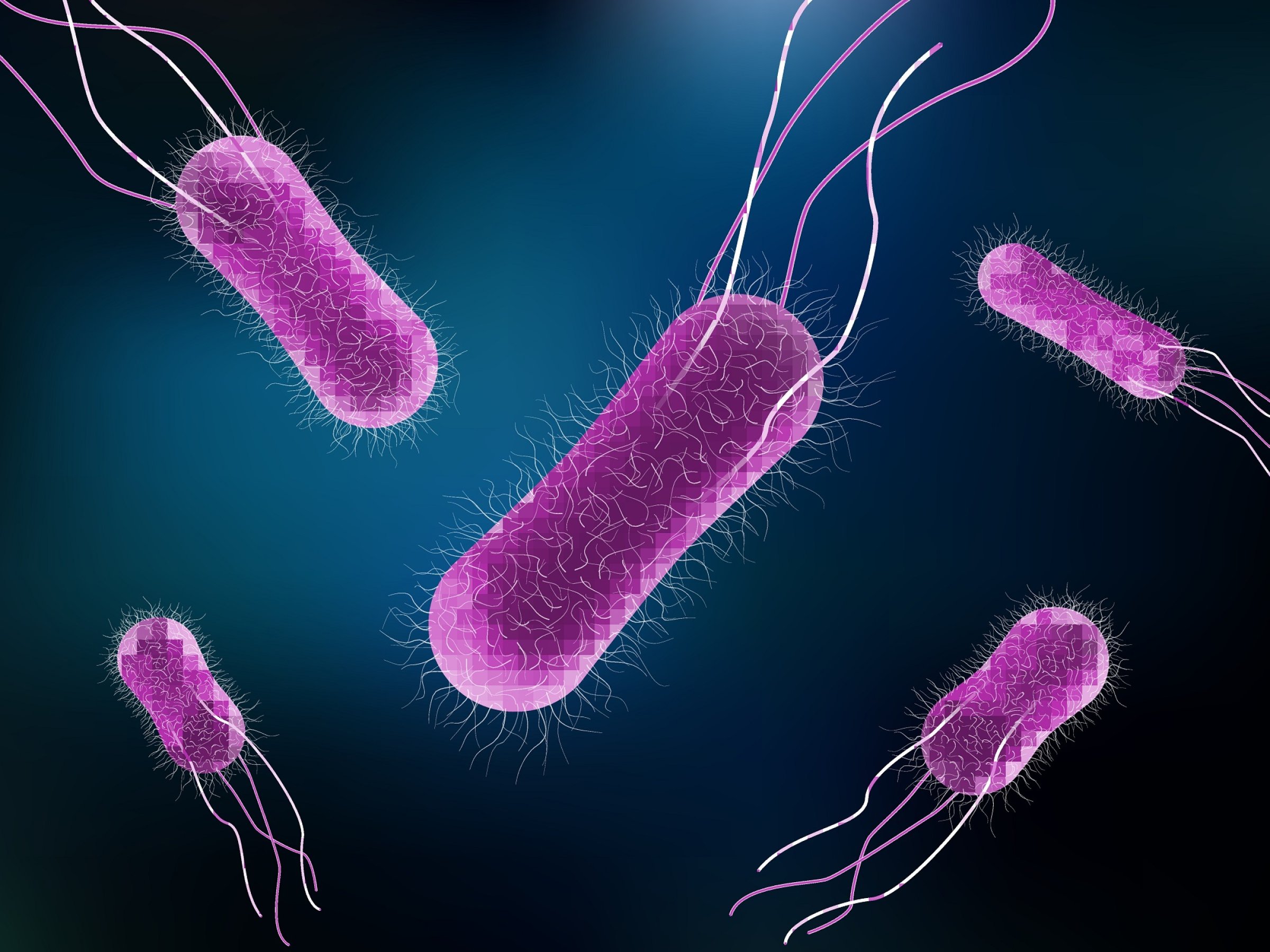 Dette Vet Vi Om Salmonella Typhimurium bakterien