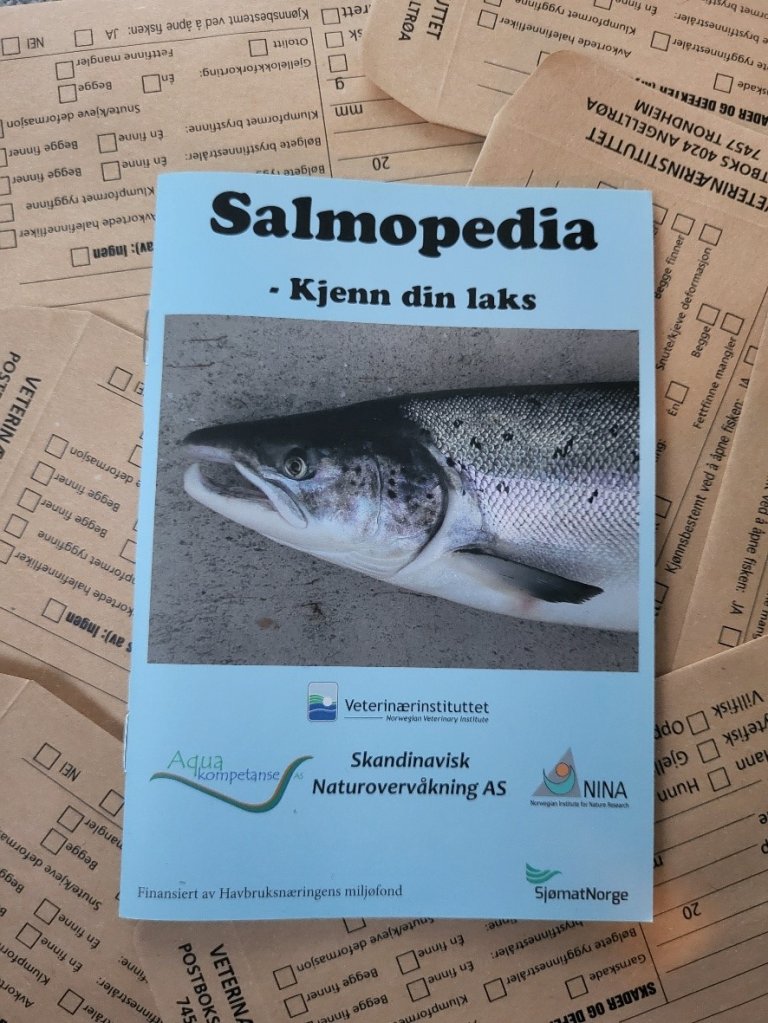 Salmopedia er en enkel håndbok for å skille villaks fra rømt oppdrettslaks. Foto: Bjørn Florø-Larsen, Veterinærinstituttet