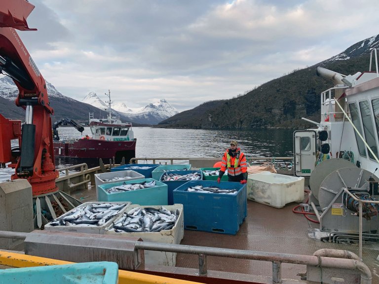 Mange kasser med død fisk ligger på en båt i en fjord med grønne og hvite fjell i bakgrunnen. En person står midt i mellom kassene og ser mot kamera.  Foto: Northern Lights Salmon