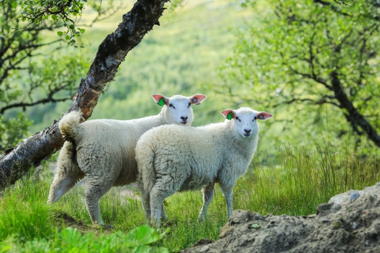 To hvite, unge sauer med grønne øremerker står i grønn natur med en dal i bakgrunnen. Foto: Shutterstock.