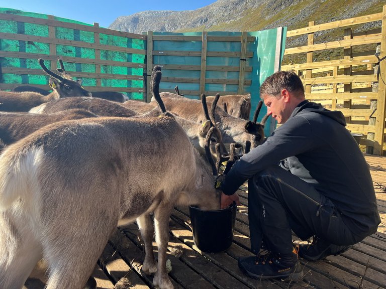 Jørn Våge som er cwd-koordinator ved Veterinærinstituttet håndmater  tamreinkalver som et ledd i sosialisering av de. Foto Ingeborg Våge