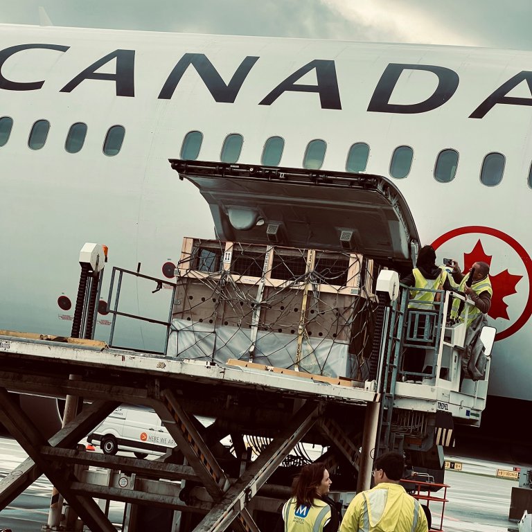 Tamreinkalvene som er satt i en spesialkonstruert trekasse heises inn i flyets sideluke. Foto: Canadian Airways