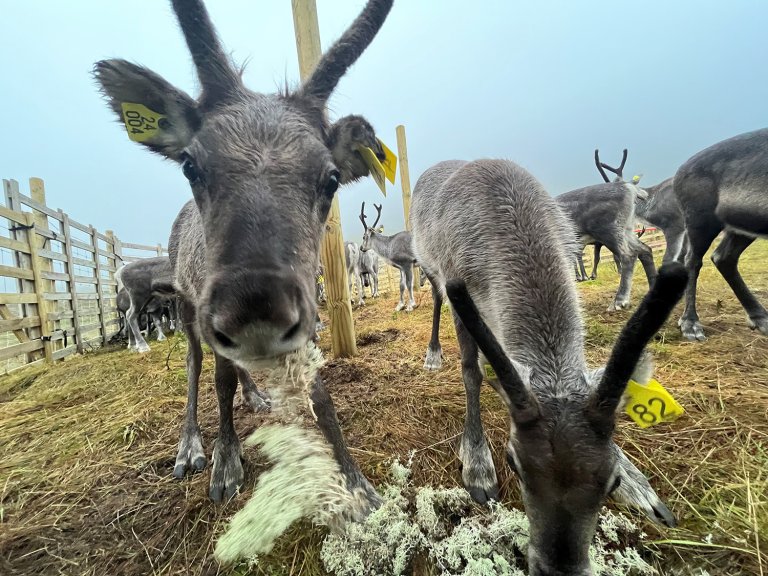 Tamreinkalver sett tett på mens de spiser reinlav. Foto: Jørn Våge, Veterinærinstituttet