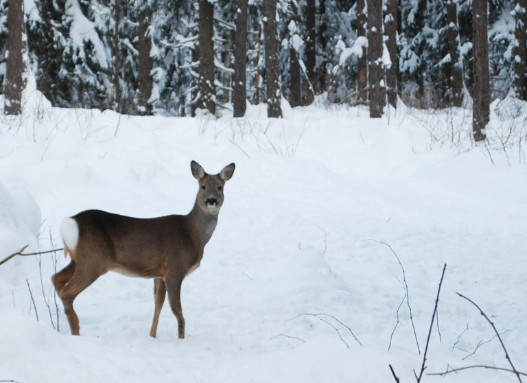 Rådyr i snøen som ser på kamera