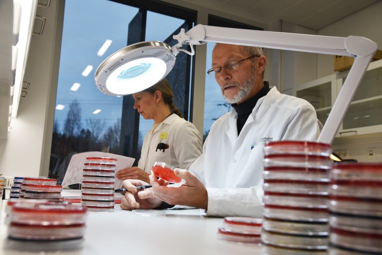 Arkivfoto: Avlesing av bakteriologiske dyrkingsprøver fra syke dyr og obduksjonsmateriale. Veterinærene Solveig Mo Sølverød og Bjarne Bergsjø. Foto Mari M. Press