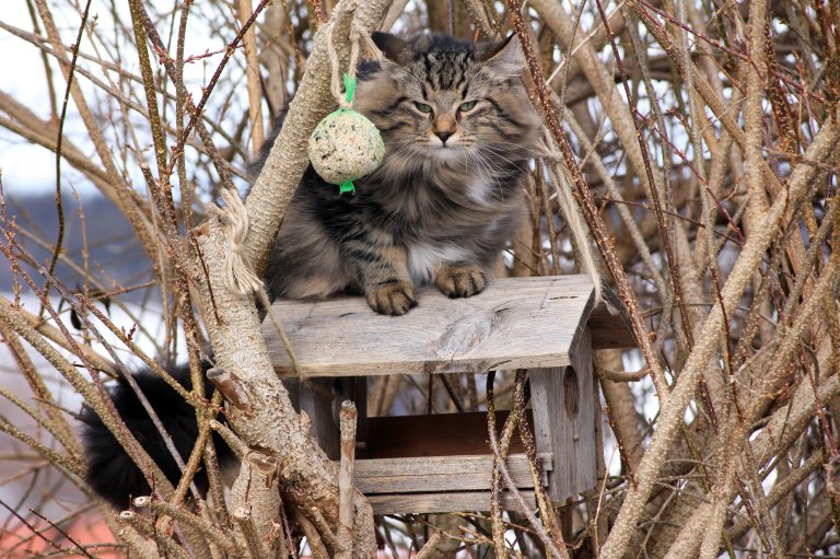 Katt som sitter utendørs på taket av et fuglebrett. Norsk skogkatt. Foto: Shutterstock