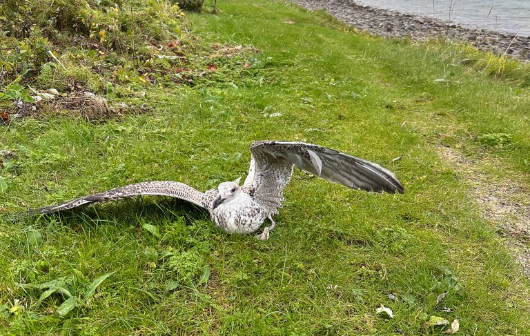 I september ble denne svartbaken funnet i Øksnes i Nordland med tydelige tegn på fugleinfluensa. Senere døde fuglen og fikk påvist HPAI H5N5. Foto: Veterinærinstituttet