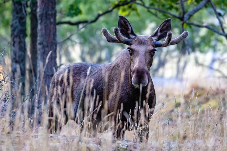 Hundens dvergbendelmark er påvist i flere elg på flere steder i landet de siste par årene. Veterinærinstituttet, Høgskolen i Innlandet og Mattilsynet inviterer til webinarer og fysiske jegermøter i september for å vise hvordan en gjenkjenne den meldepliktige parasitten . Foto: Shutterstock