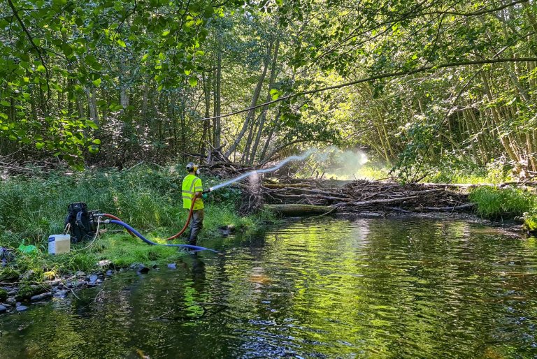 Rotenonbehandling av avsnørt flomløp hvor det forrige år ble funnet laksunger. Foto: Tommy Larsen