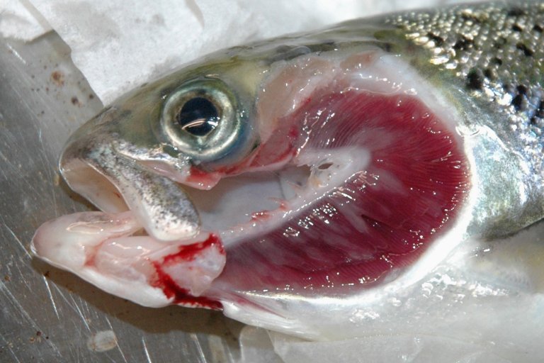 Fisk med hvite flekker på gjeller forårsaket av amøben Paramoeba perurans.