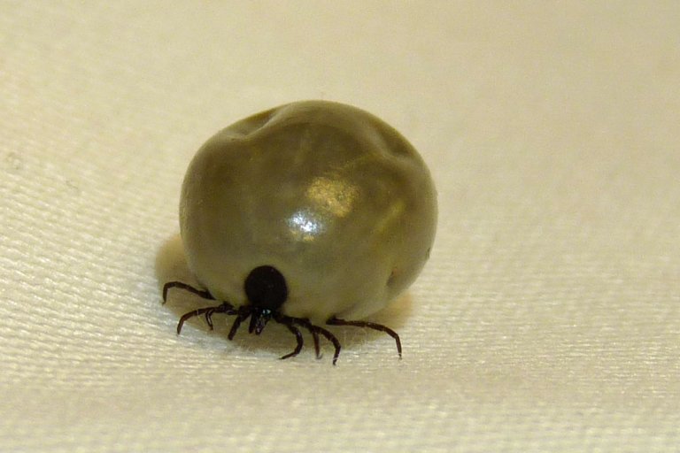 Babesiose kan overføres med skogflåtten (Ixodes ricinus). Foto: Inger Sofie Hamnes