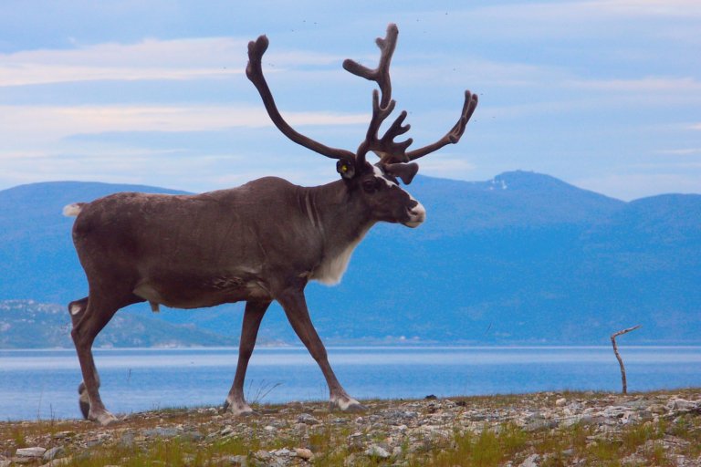 Et reinsdyr på vidda.