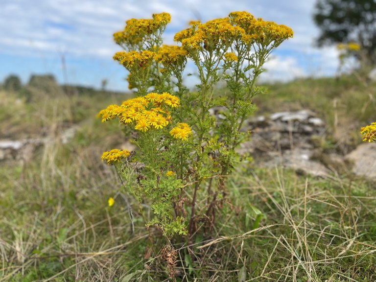 Landøyde er en svært giftig plante, som sprer seg lett dersom den ikke blir fjernet. Foto Monica Dahlmo Statsforvalteren Rogaland.