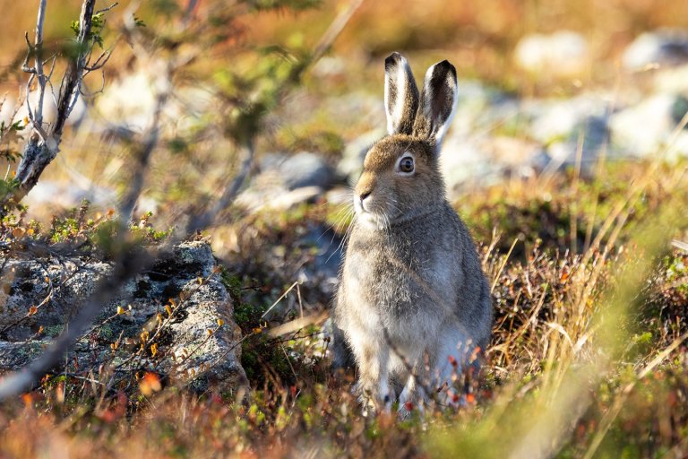 Påvisning av tularemi hos hare er et varsel om at bakterien finnes i området. Dette er spesielt viktig nå som vi nærmer oss jaktsesong. Illustrasjonsfoto: Shutterstock